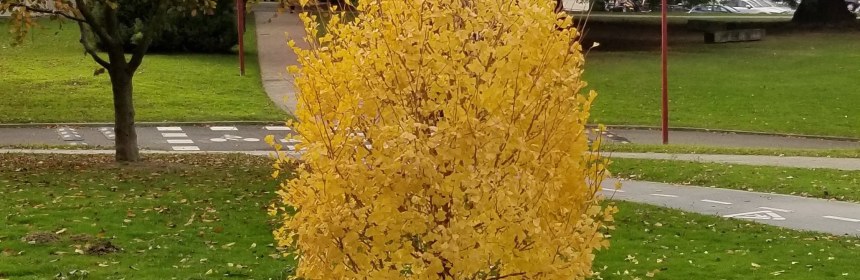 Photo of tree with yellow leaves on its branches and all around it on the ground, Pamplona Campus, Spain.