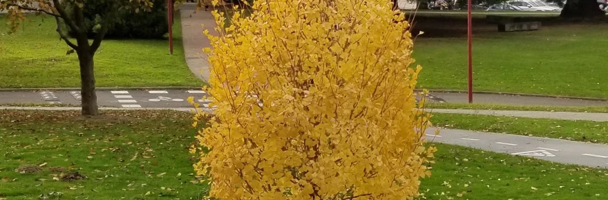 Photo of tree with yellow leaves on its branches and all around it on the ground, Pamplona Campus, Spain.